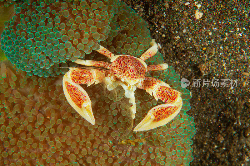 海葵上的瓷蟹(Neopetrolisthes maculatus)